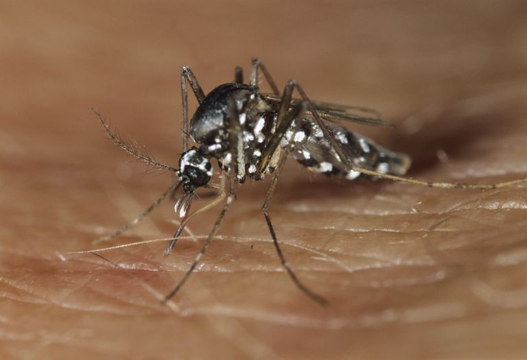 brasilianske regering, kliniske symptomer, Aedes aegypti, babyer født