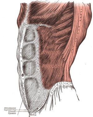 abdominale muskler, skrå muskler, linea alba, rectus abdominis, ydre skrå, ydre skrå muskler