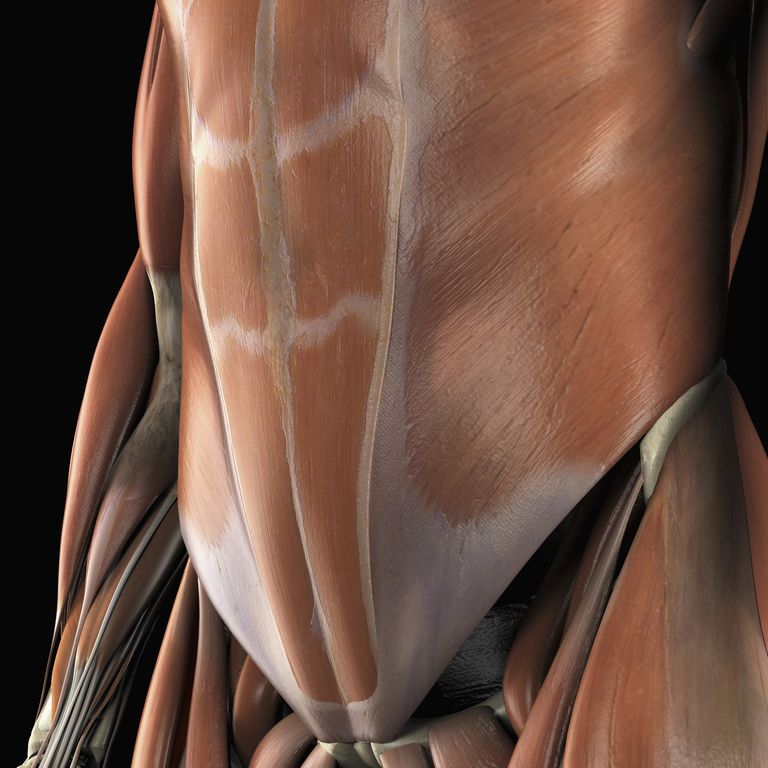 abdominale muskler, skrå muskler, linea alba, rectus abdominis, ydre skrå, ydre skrå muskler