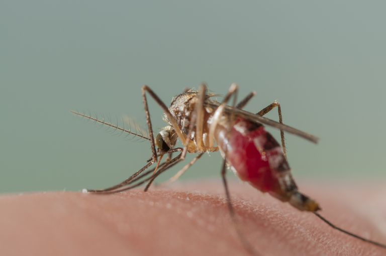 denne virus, Aedes aegypti, alle gang, Asien Afrika, Dengue Chikungunya
