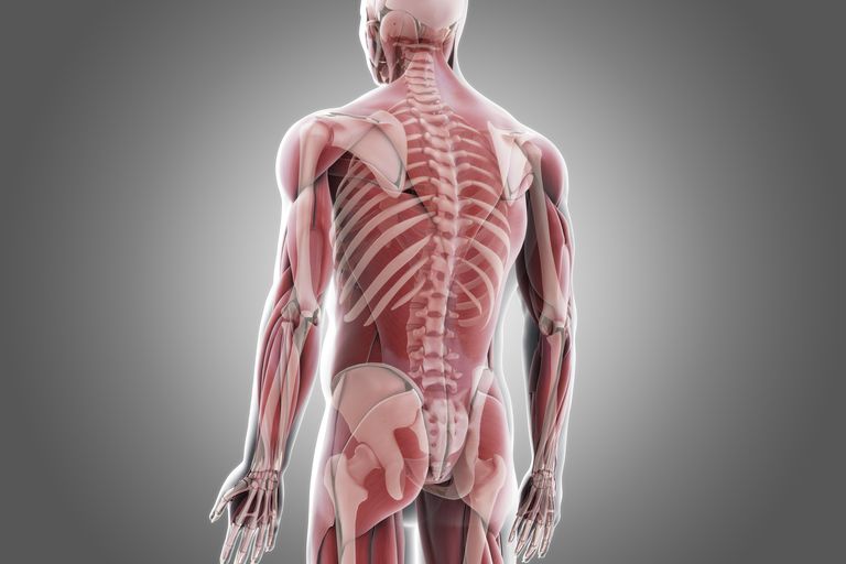 spinal ustabilitet, Back Muscles, Back Muscles Deep, dine muskler