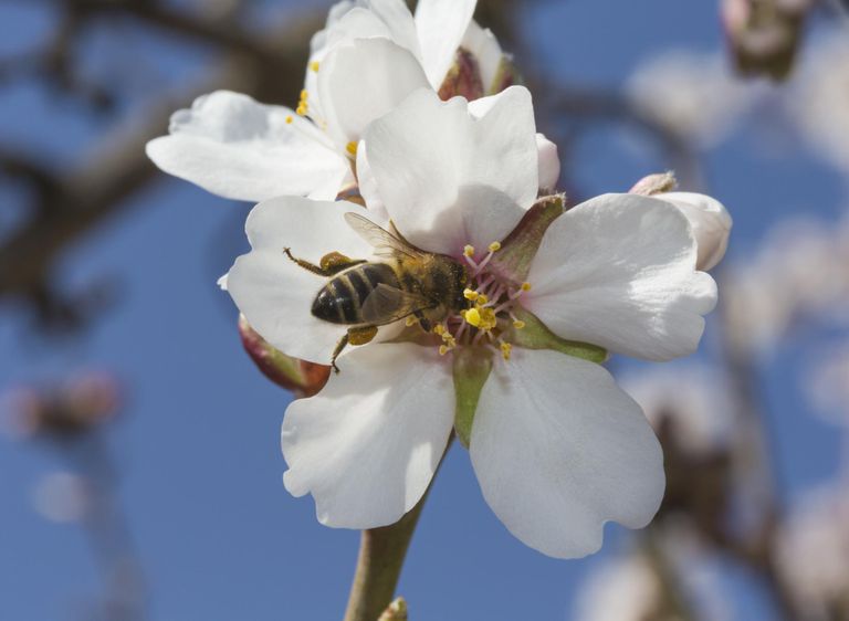Allergi Symptomer, ​​bi pollen, brugen ​​bi, brugen ​​bi pollen, konsultere læge, pollen give