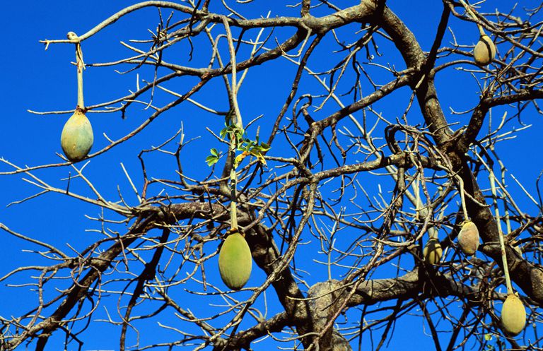 afrikansk medicin, hjertesygdomme kræft, indeholder baobab, indeholder baobabolie