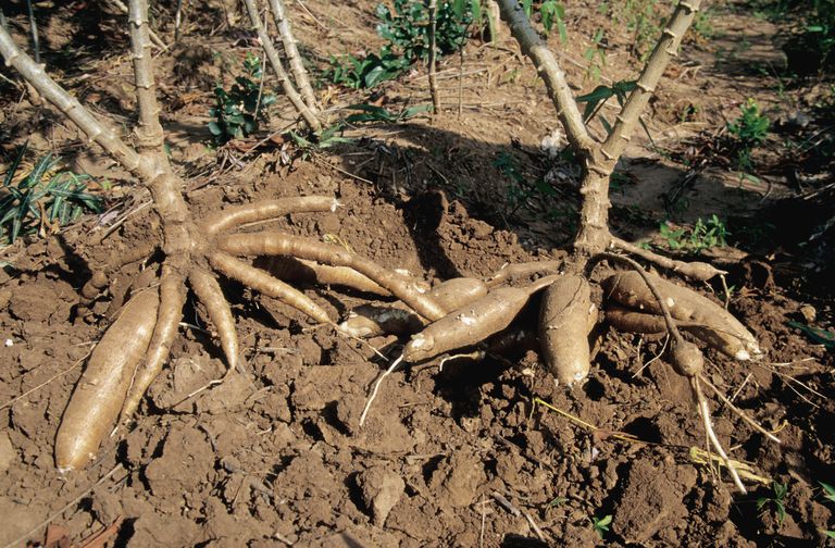 sundhedsmæssige fordele, alternativ medicin, anvendes cassava, øget frugtbarhed