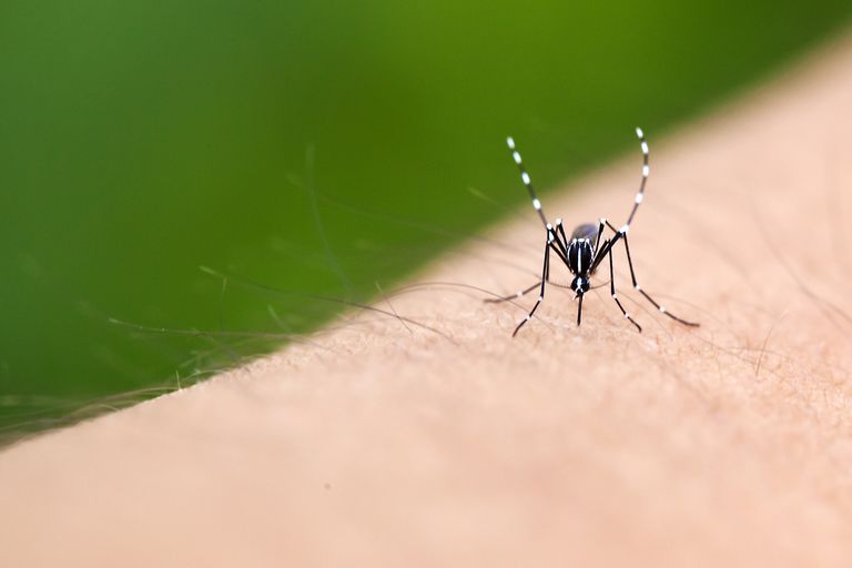 Aedes aegypti, denne sygdom, hæmoragisk feber, West Nile, Culex pipiens, Nile virus