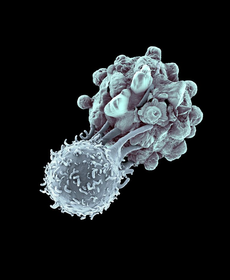 hvide blodlegemer, Killer T-celler, amerikanske kræftsamfund, blev opdaget