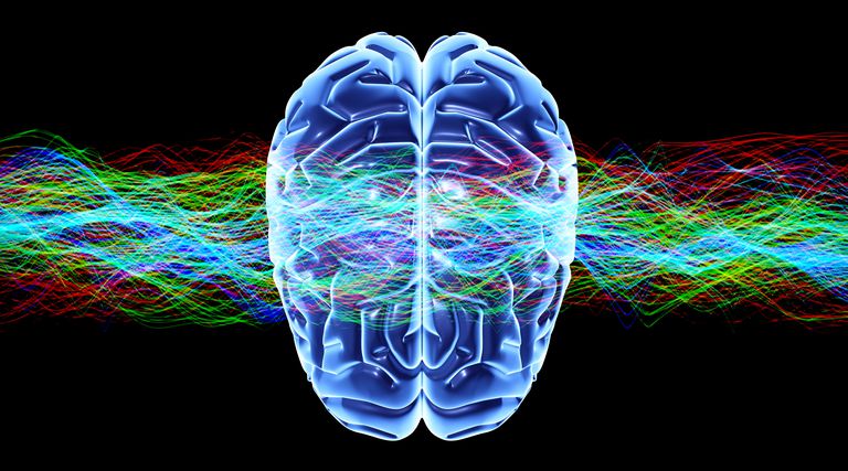 hjernen tarmene, mellem hjernen, nervesystem ansvarlig, autonome nervesystem, forbinder hjernen