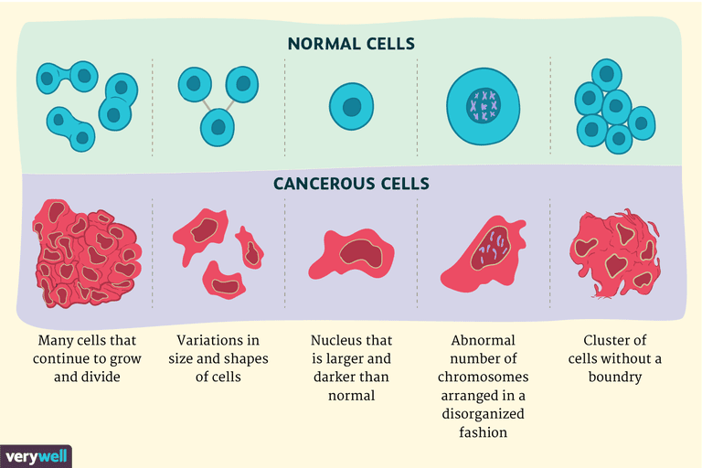 normale celler, forskelle mellem, -Normale celler, kræftceller normale