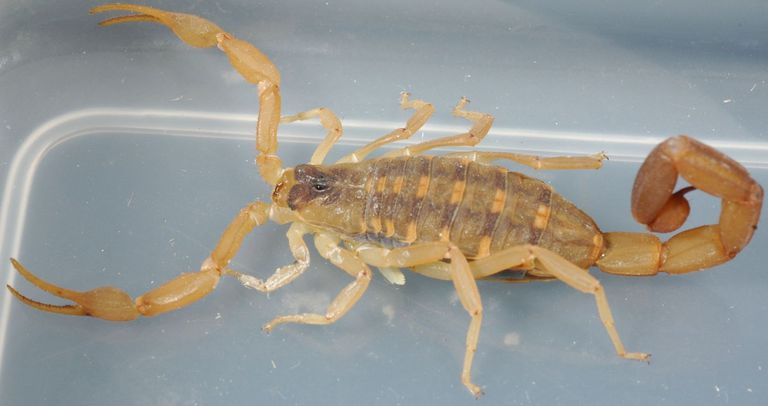allergisk reaktion, nogle tilfælde, samme måde, Scorpion Allergi, scorpion stings, stribede barkskorpion