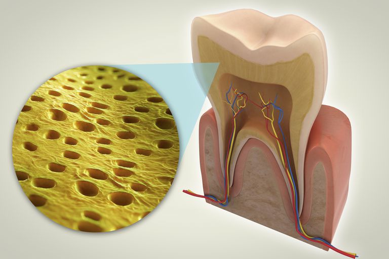 Dentin Definition og forskellige vilkår