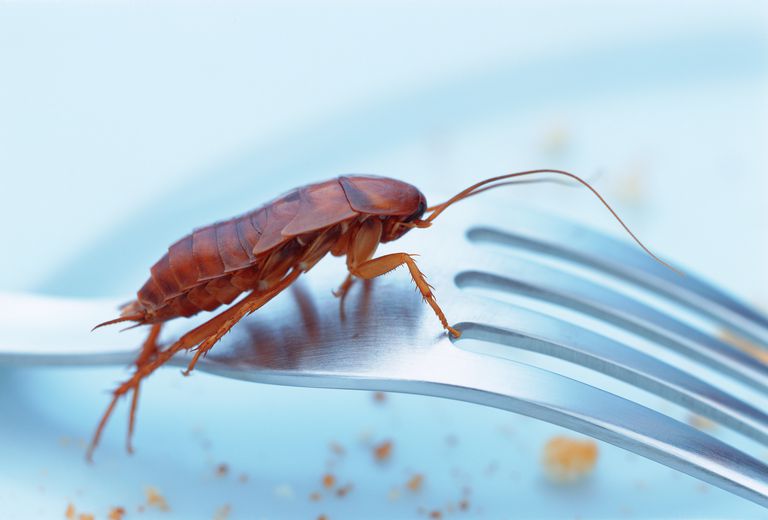 kakerlak allergi, allergiske sygdomme, forskellige allergiske, forskellige allergiske sygdomme, kakerlak videnskabelige, kakerlak videnskabelige navn