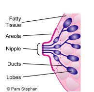 kanal fuld, årsagen brystvorten, ductogram også, ductogram også kaldet, finde årsagen, finde årsagen brystvorten