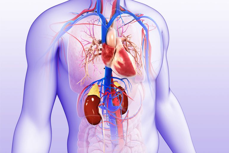 kronisk nyresygdom, disse organsystemer, kronisk hjertesvigt