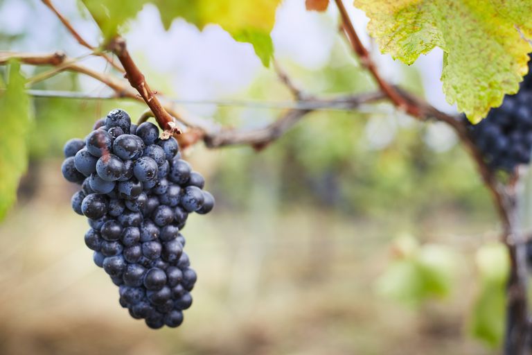 traditionelt fremstillet, mellem naturlig, vinproducenter undgår