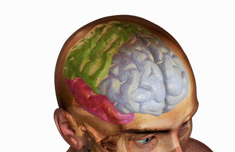frontal lobe, eller nedsat, Øget eller, Øget eller nedsat, områder hjernen