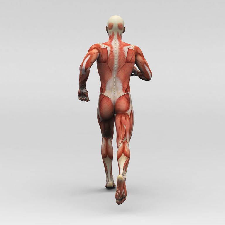 Hamstring Muscle, biceps femoris, hamstring muskel, lange korte, bagsiden ​​låret