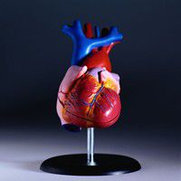 York Heart Associations, fysisk aktivitet, Heart Associations, terminal prognose, York Heart