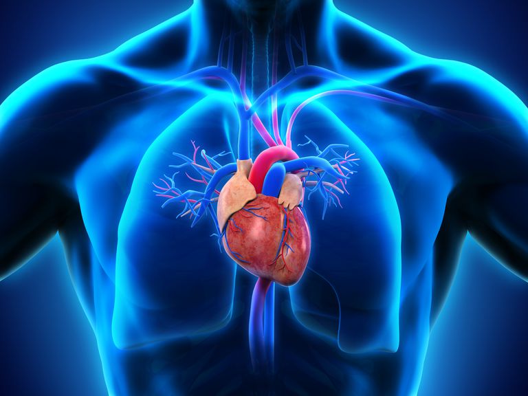 venstre ventrikel, højre ventrikel, højre atrium, Hjertets kamre