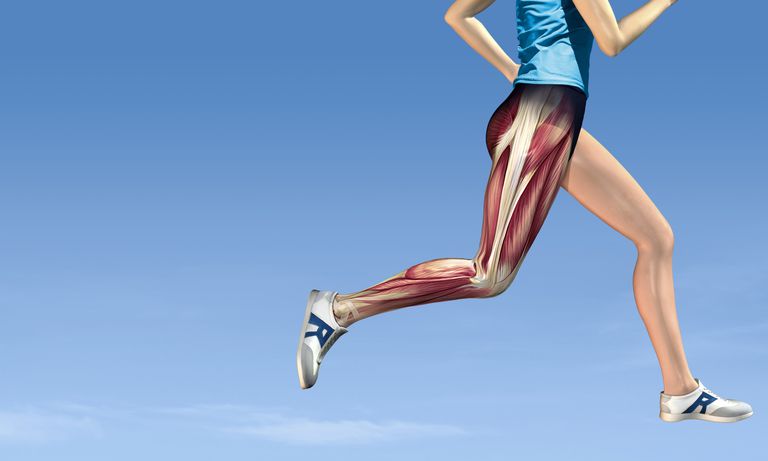 dine hofter, gluteus medius, ​​din hofte, gluteus medius muskel, hofte muskler