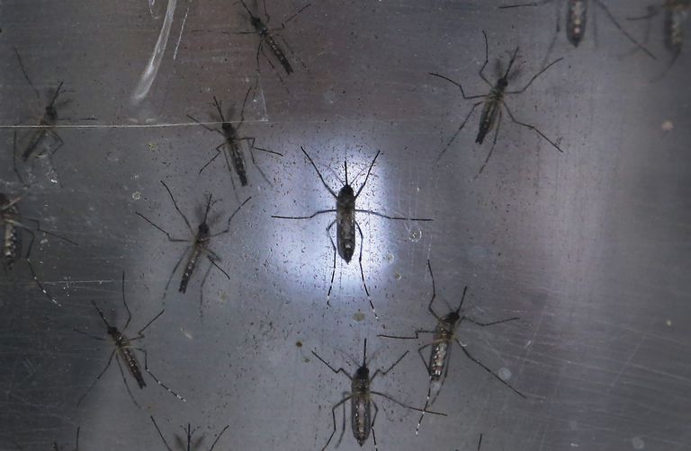 kendt sprede, trækker vejret, synes være, Aedes albopictus, Aedes Zika, godt Aedes