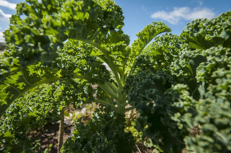 spise kale, beta caroten, calcium kalium, Kale Kale, måde spise, måde spise kale