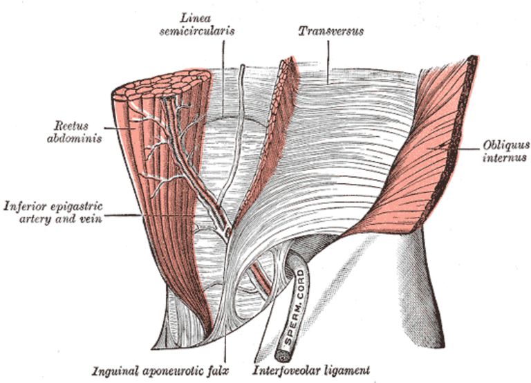 indre organer, abdominale muskler, aktivere TVA-musklerne, Hold denne, isometrisk hold