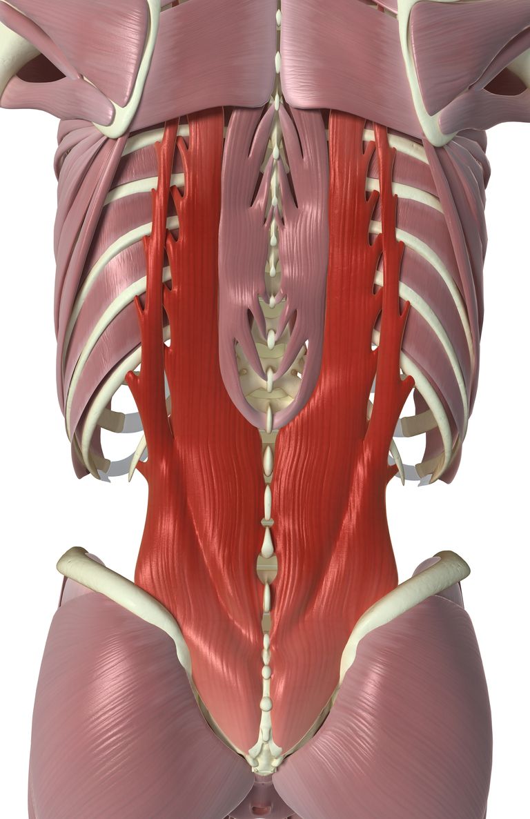 hver side, Interspinales intertransversarii, tværgående proces, tværgående processer, derefter igen, disse muskler