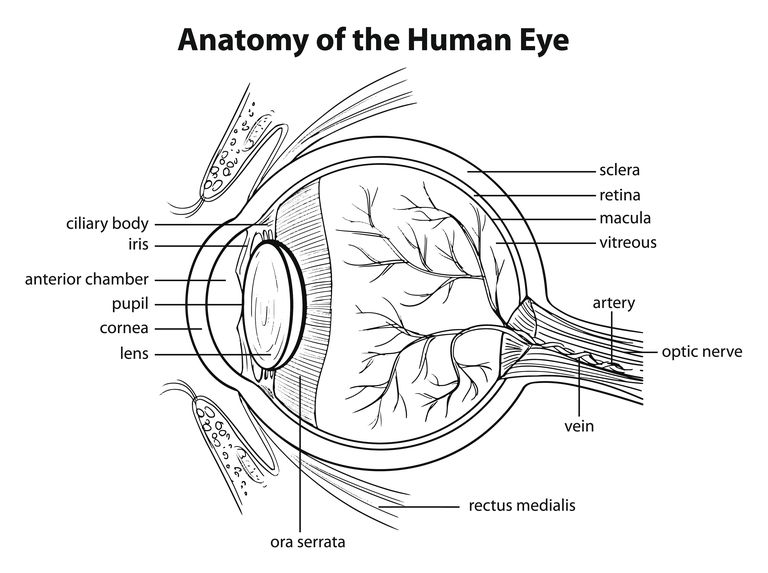 central vision, bliver dilateret, Blodkarrene makulaen, Blodkarrene makulaen bliver, forårsager hævelse, hævelse ardannelse