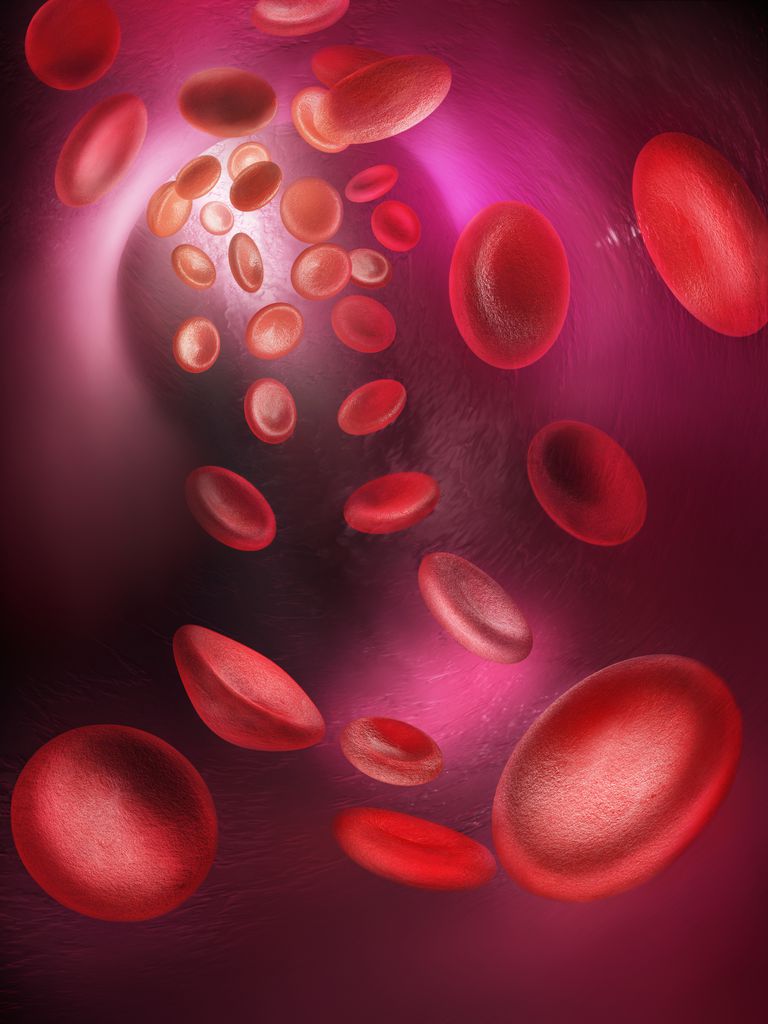 røde blodlegemer, hvide blodlegemer, blodlegemer blodplader, blodlegemer eller, blodlegemer eller blodplader