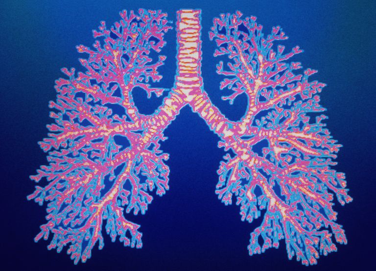 luft lungerne, fase vejrtrækning, luft lungerne kaldes, lungerne kaldes