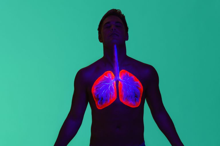 luft lungerne, fase vejrtrækning, luft lungerne kaldes, lungerne kaldes