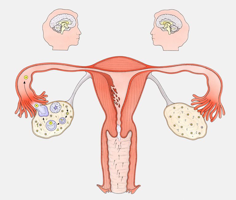 corpus luteum, bliver gravid, syntetiske progestiner, ugers graviditet