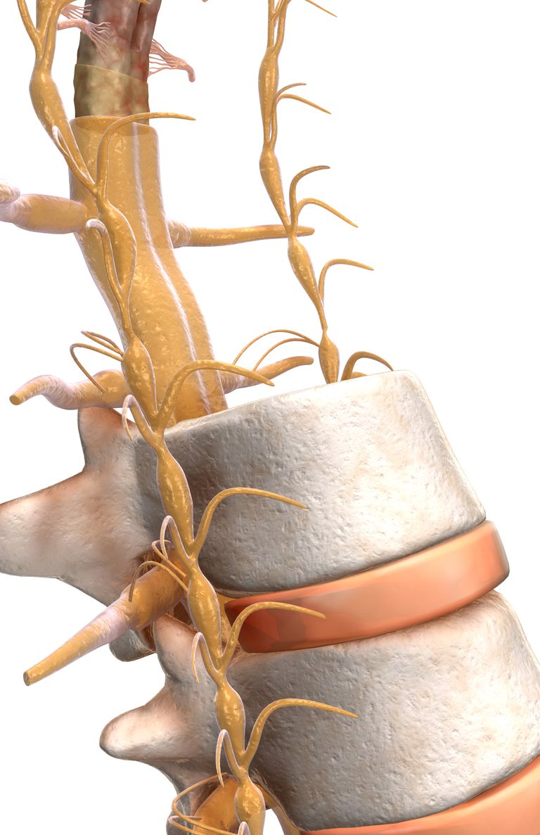 spinal stenose, almindelige årsager, perifere nervesystem, alle niveauer