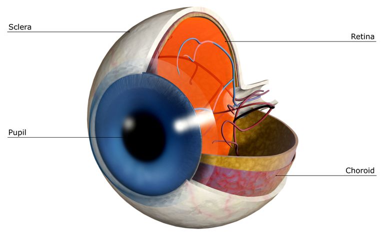 Sclera: Det menneskelige øjes anatomi
