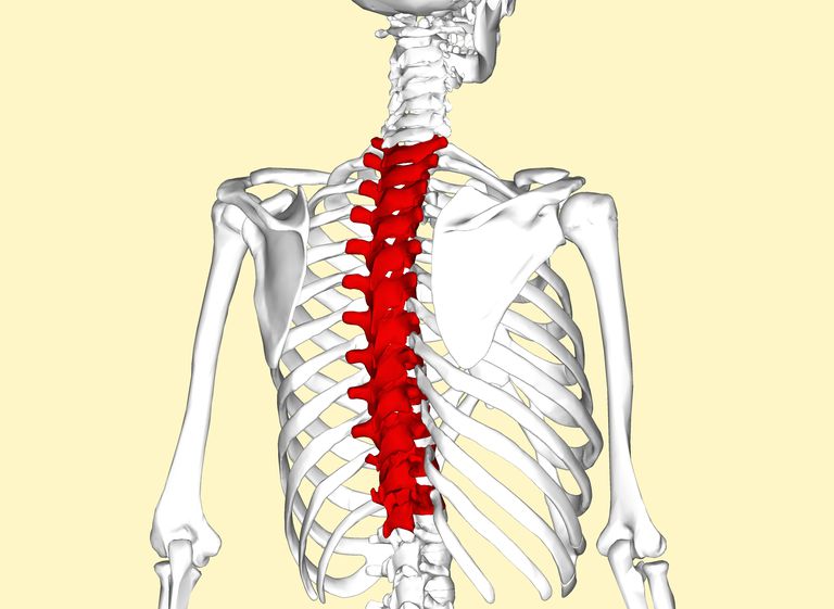 thoracic vertebra, thoraxpine smerter, årsager thoracic, årsager thoracic rygsmerter, første thoracic, første thoracic vertebra