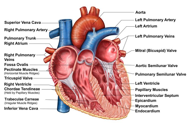 åben hjerteoperation, Aortic Valve, alvorlig tilstand, aorta stenose, Aortic Valve Replacement