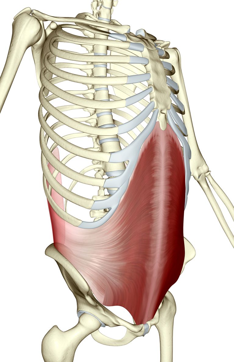tværgående mavemuskulatur, omfatter kernen, abdominale muskel, abdominale muskler