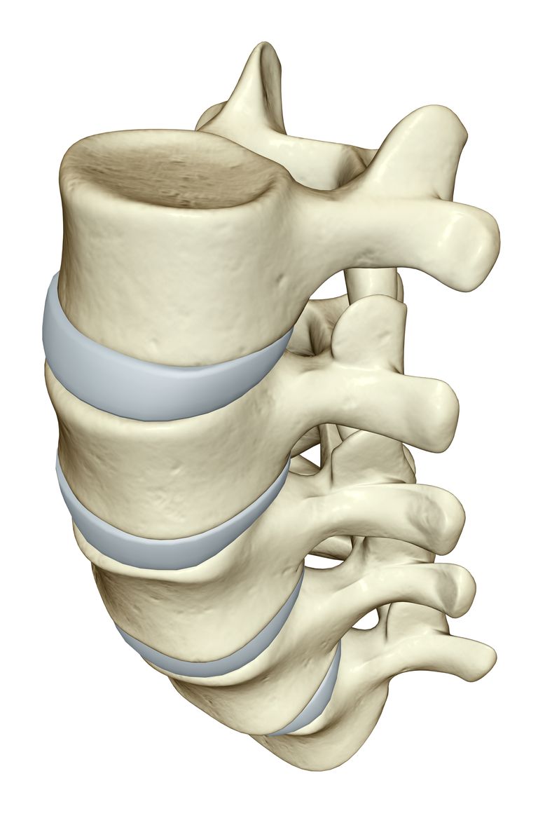 tværgående processer, spinous proces, knogle kommer, nerve rødder, ryggen ​​rygsøjlen, artikulære processer