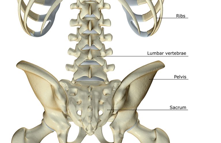 tværgående processer, spinous proces, knogle kommer, nerve rødder, ryggen ​​rygsøjlen, artikulære processer