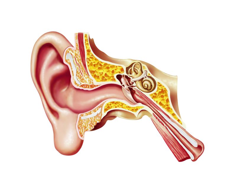 tube dysfunktion, auditiv tube, auditiv tube dysfunktion, væske øret