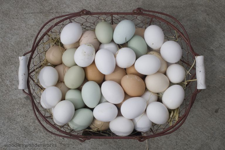 indeholdt æggeblommen, indeholdt æggehviden, ægallergiske individer, American Academy, fundet æggeblomme, Ifølge American