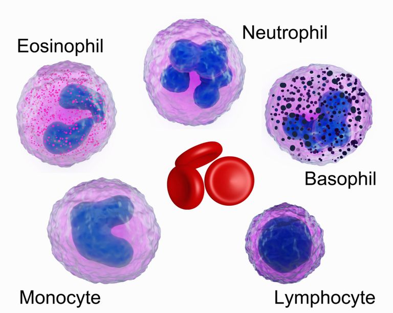 årsagen eosinofili, hvide blodlegemer, mest almindelige, Nogle gange, 5000 celler