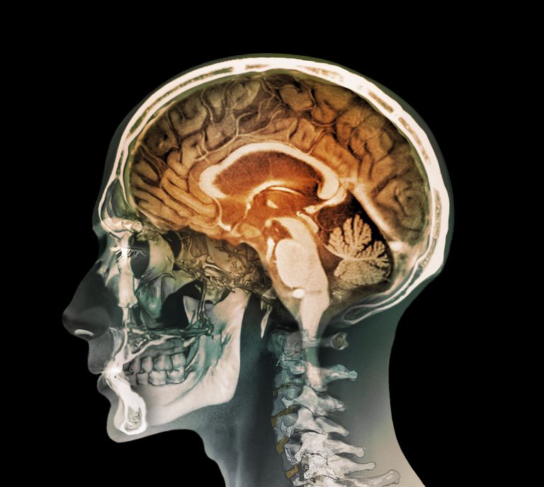 limbiske system, Amygdala kommunikerer, paralimbiske strukturer, cingulære gyrus