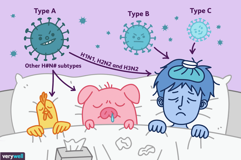 stammer influenza, blev forårsaget, forskellige stammer, Hvad influenza, influenza eller, meget smitsom