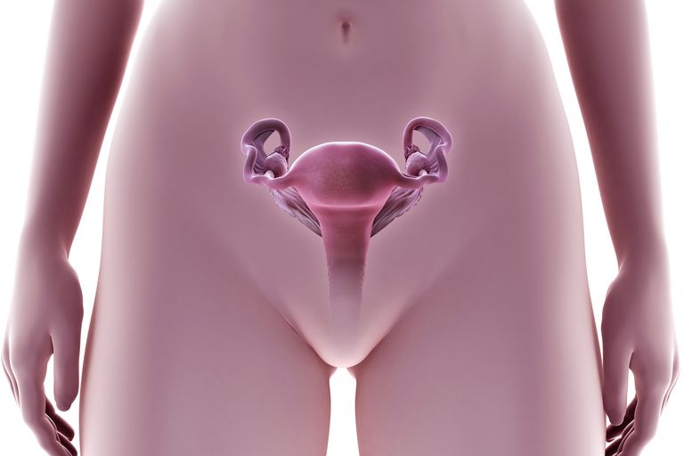 endometrisk biopsi, celler eller, eller kræft, kunne være, lille mængde