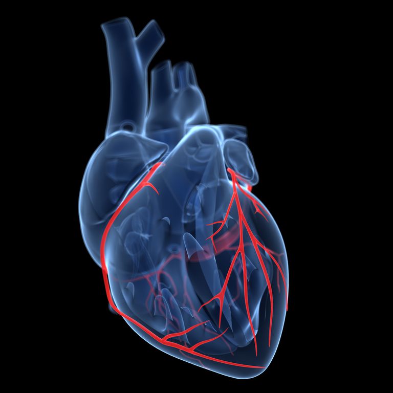blokeret hjertemusklen, dette billede, dette kaldes, dominerende hjerte